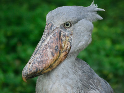 Uganda Birding Tour Uganda Birding Tour