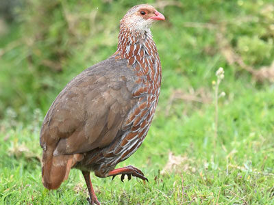 Kenya Birding Tour Kenya Birding Tour