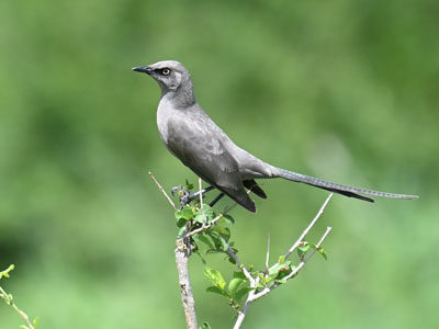 Tanzania Birding Tour Tanzania Birding Tour