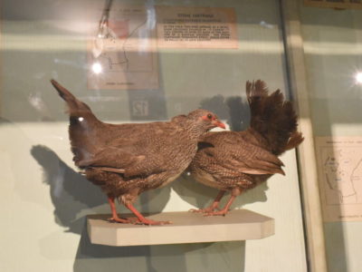 Nairobi National Museum Tour
