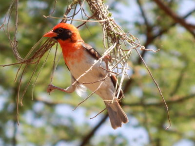 Tanzania Birds Photography Safari