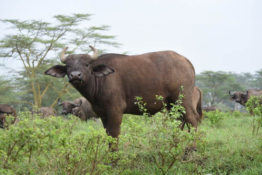 buffalo buffalo