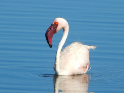 flamingo lake nakuru Hyrax Hill and Kariandusi Pre-History Tour