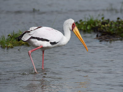 lake naivasha Lake Naivasha Birding Tour