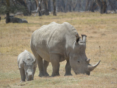 lake nakuru 2 Lake Nakuru National Park Birding Tour