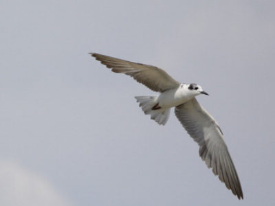 lake nakuru 3 Lake Nakuru National Park Birding Tour