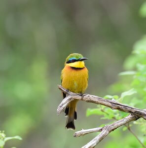 Tanzania and Uganda Birding Tour