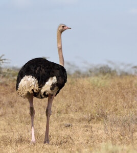 Tanzania and Uganda Birding Tour