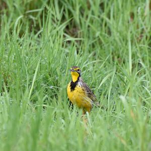 Tanzania and Uganda Birding Tour