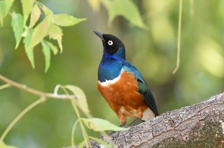 Tanzania and Uganda Birding Tour