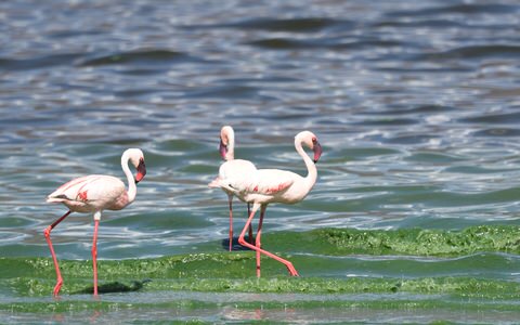 Tanzania and Uganda Birding Tour