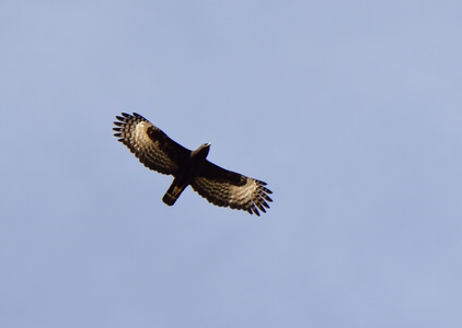 Tanzania and Uganda Birding Tour