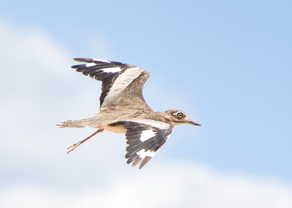 Tanzania and Uganda Birding Tour
