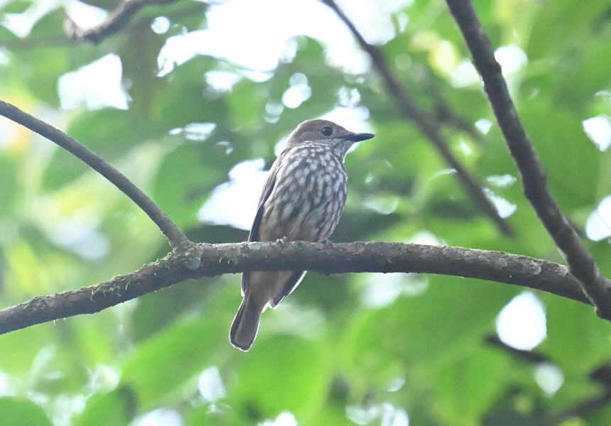 Z62_4321 AFRICAN SHRIKE-FLYCATCHER Uganda Budget Birding Tour