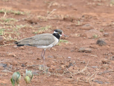 Uganda Birding Tour