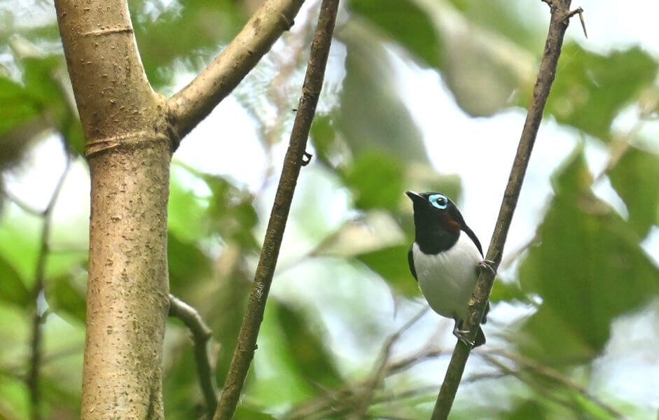 Z62_6557 Uganda Birding Tour