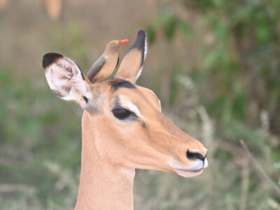 Coastal Kenya Birding and Wildlife Tour