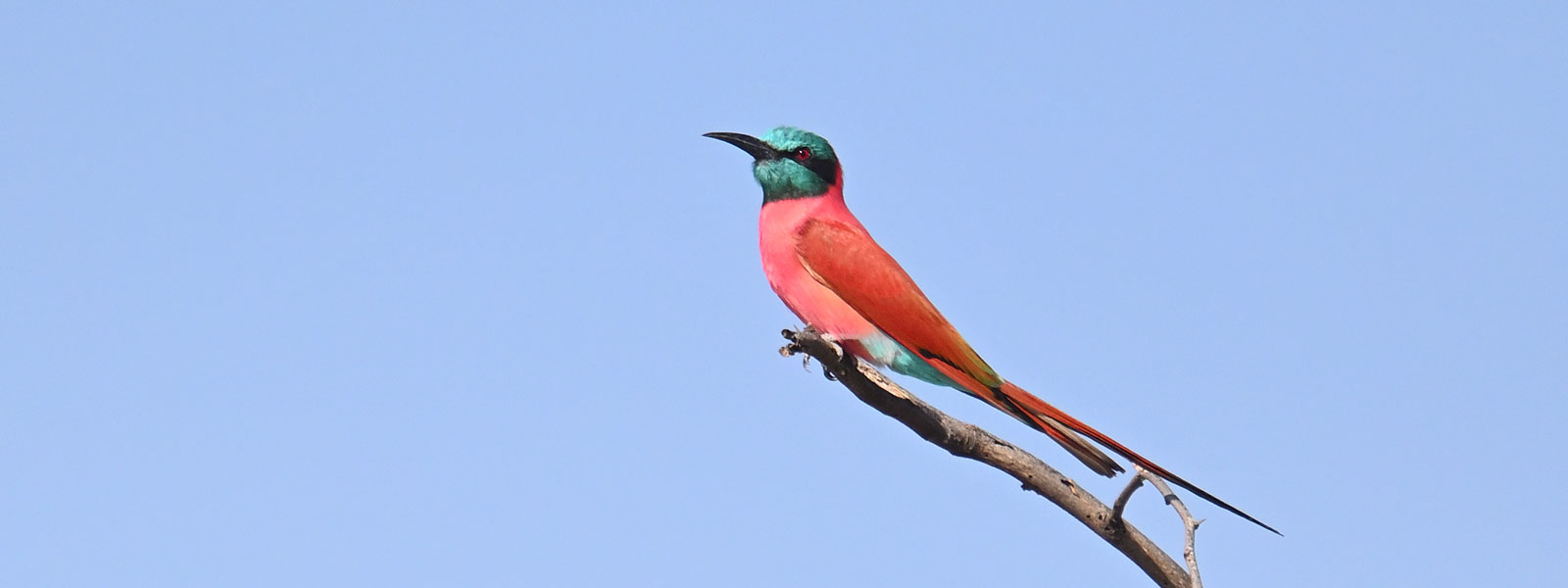 Z62_3674 Uganda Birding Tour