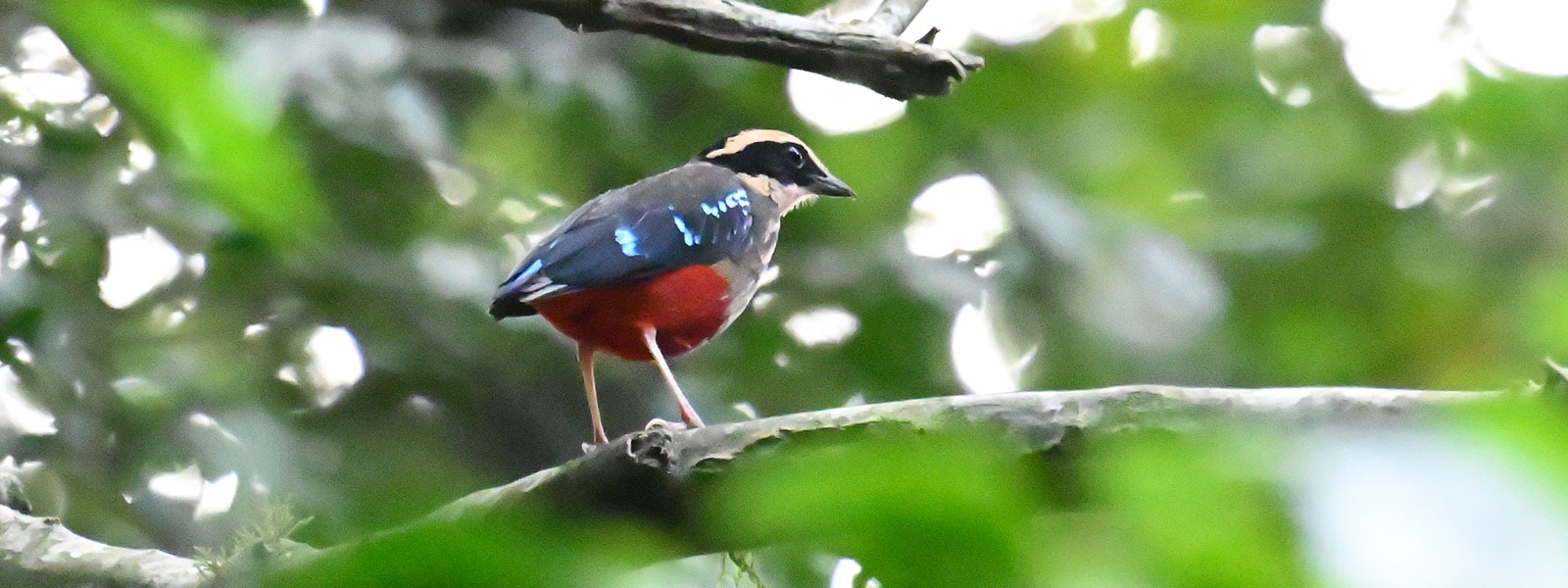 Z62_5290 Tanzania and Uganda Birding Tour