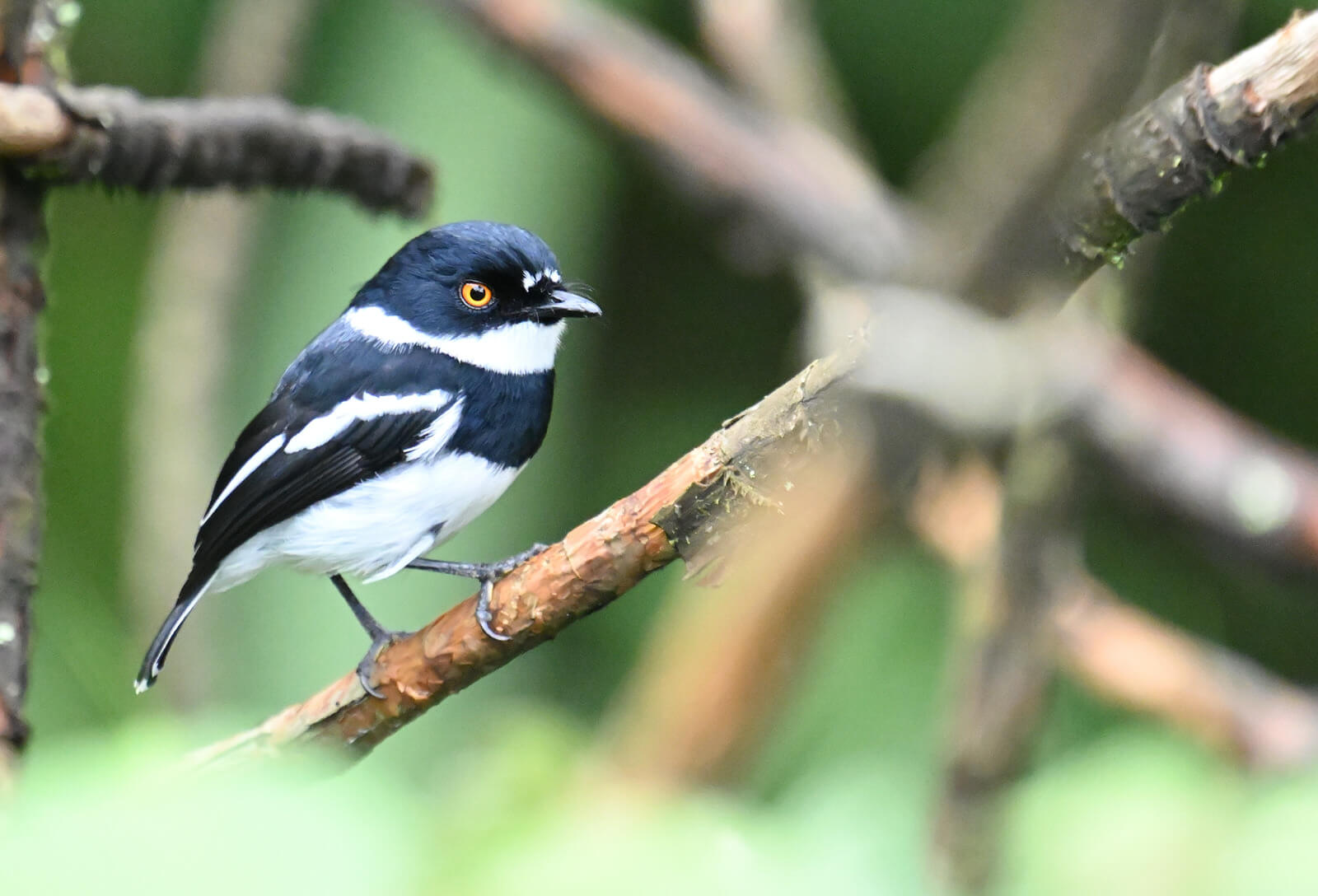 Z62_0833 Tanzania and Uganda Birding Tour