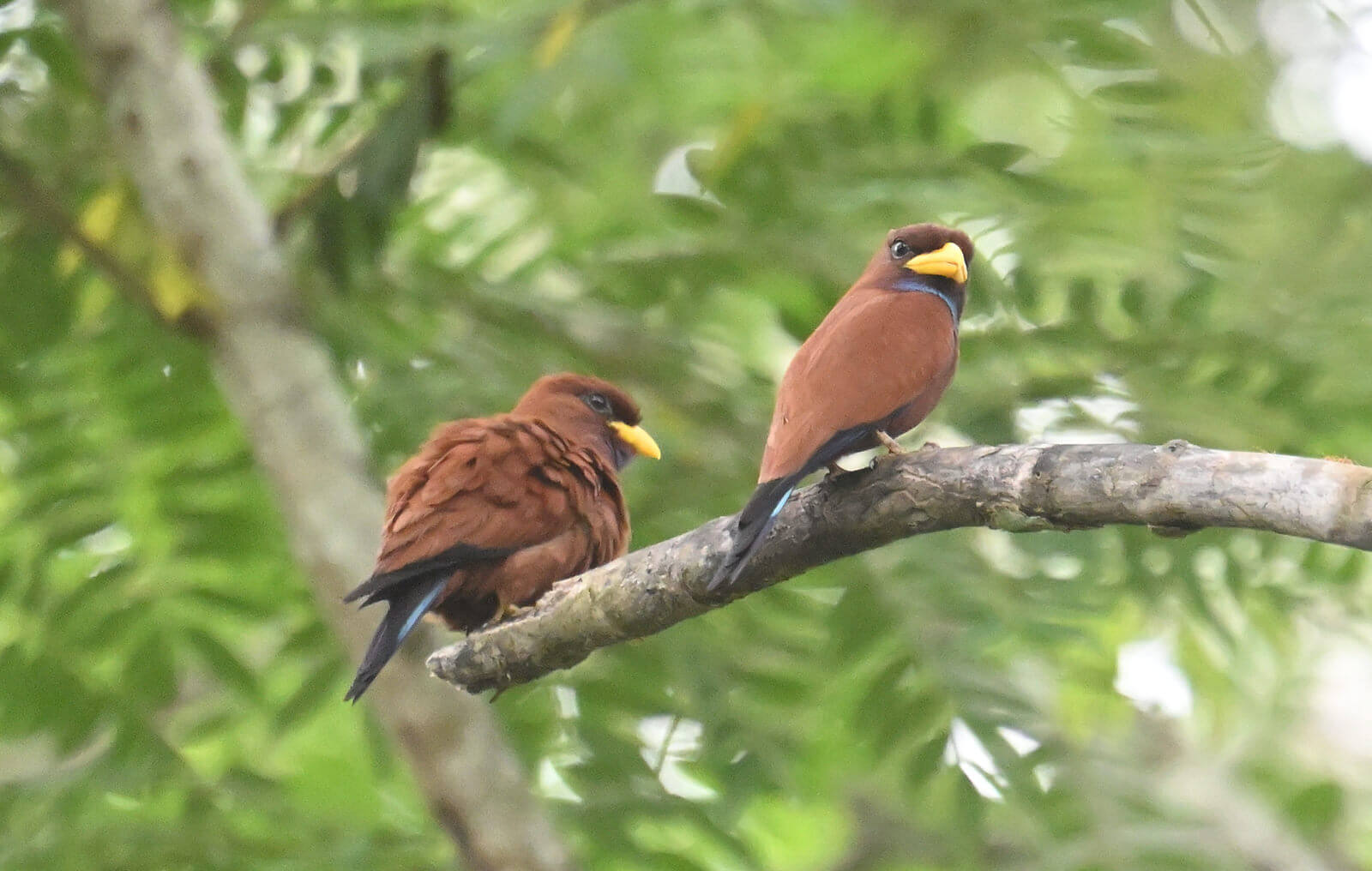 Z62_8076 Tanzania and Uganda Birding Tour