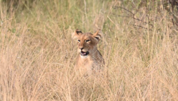 Uganda Birding, Gorillas, Chimpanzees and Big Game Custom Safari Tour