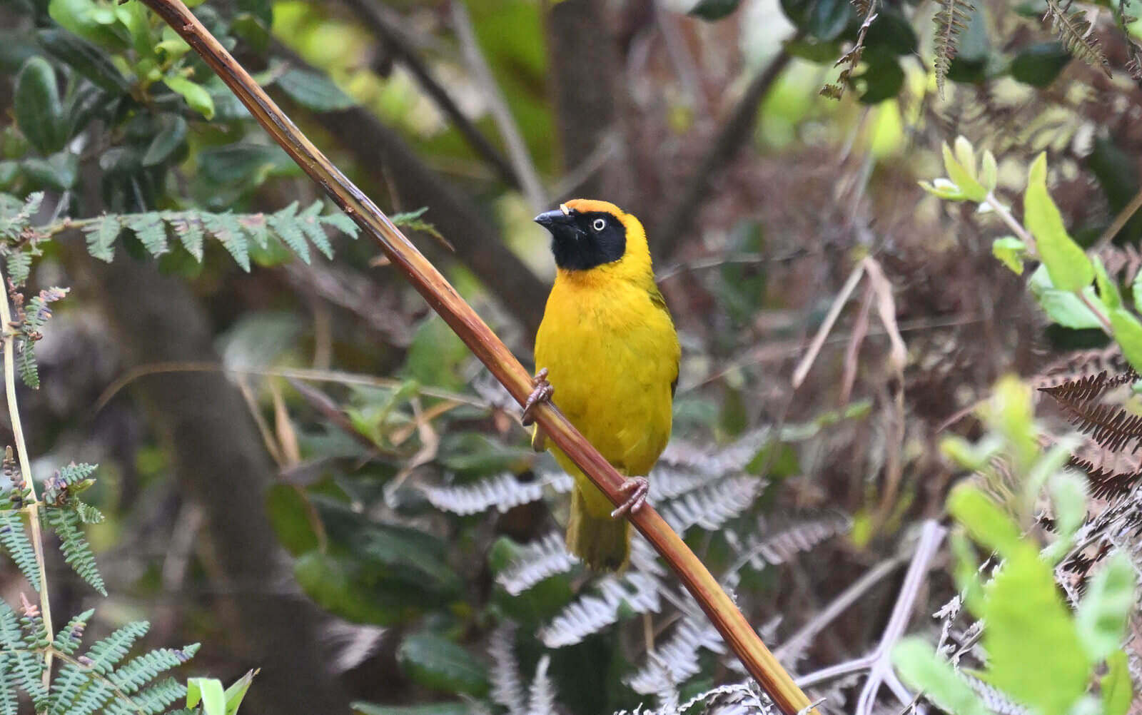 Southern Tanzania Birding And Wildlife Safari Tour