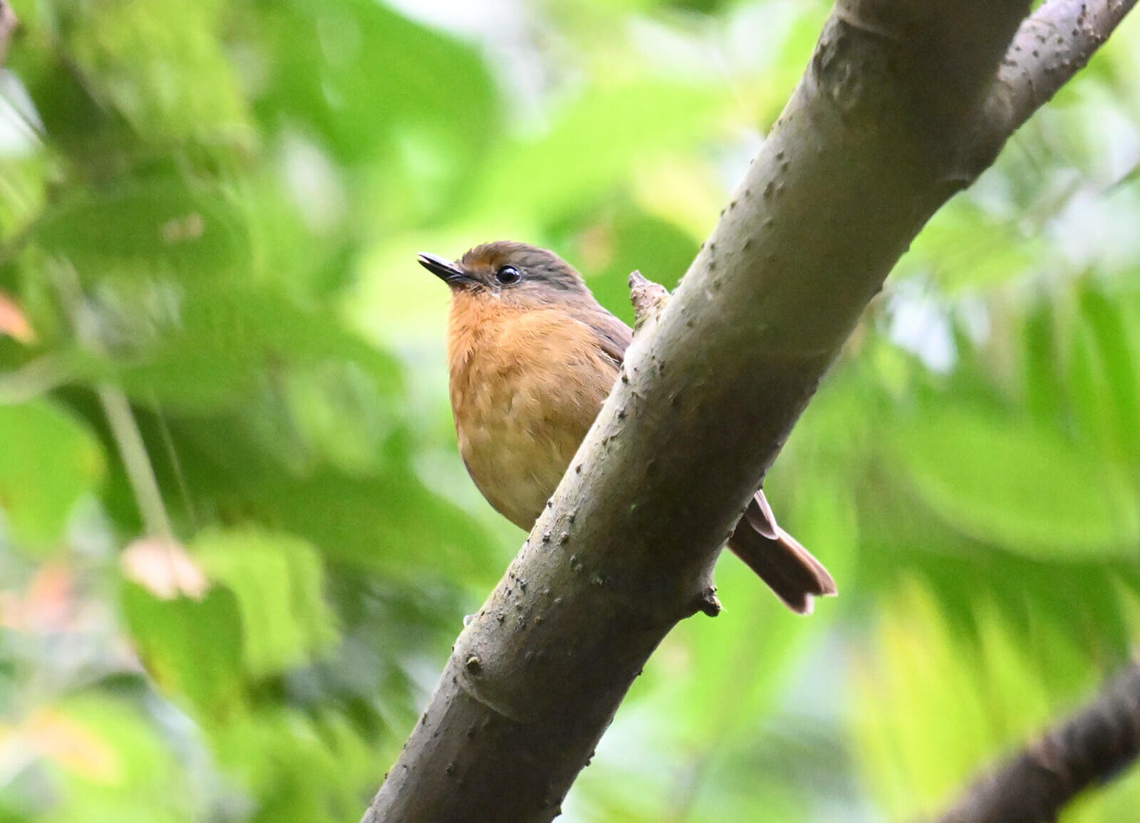 Endemic Birding Tours and Safaris in Tanzania