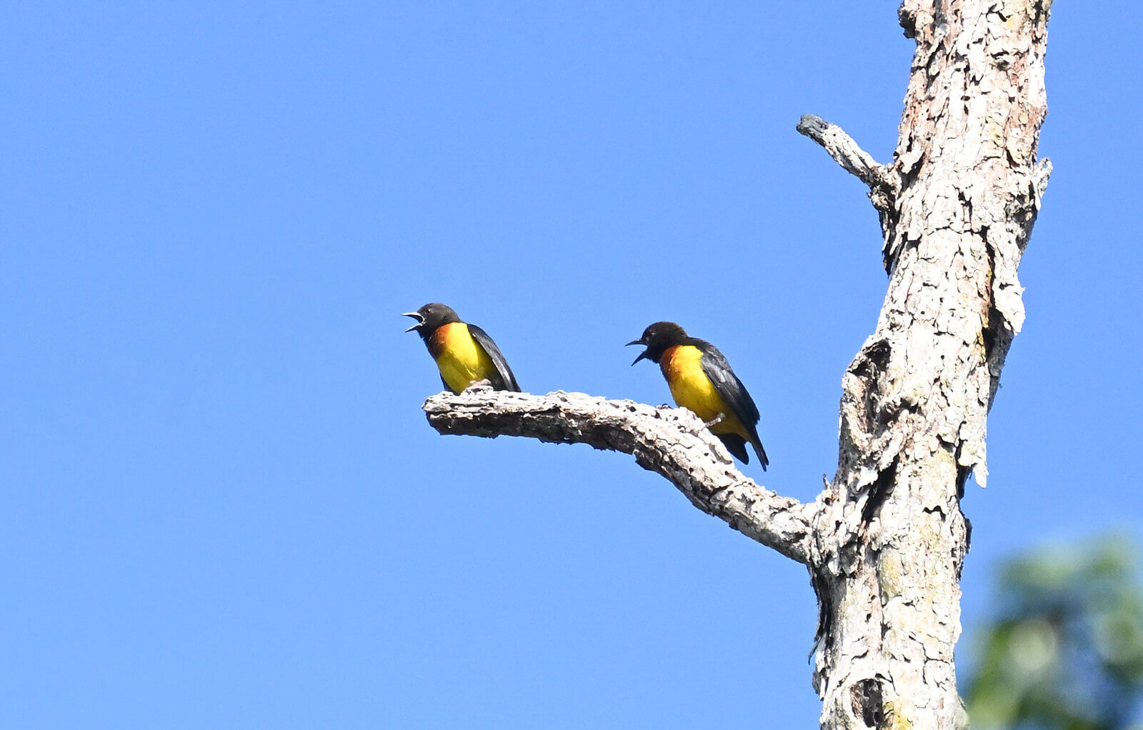 Southern Tanzania Birding And Wildlife Safari Tour